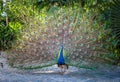 Beautiful Indian peacockÂ displaying his tail